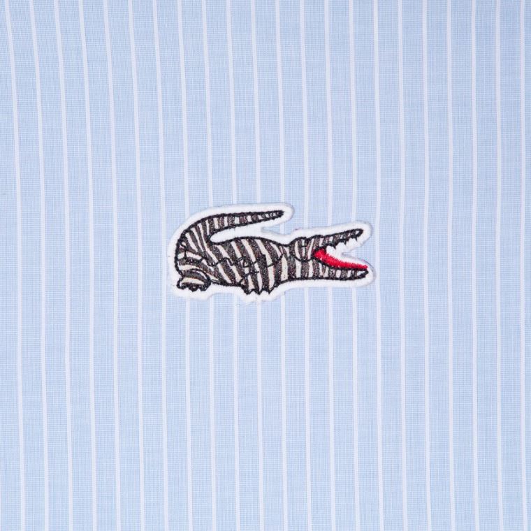 Lacoste x National Geographic Regular Fit Striped Pamuklu Shirt Mavi Beyaz | oVt1dRW2